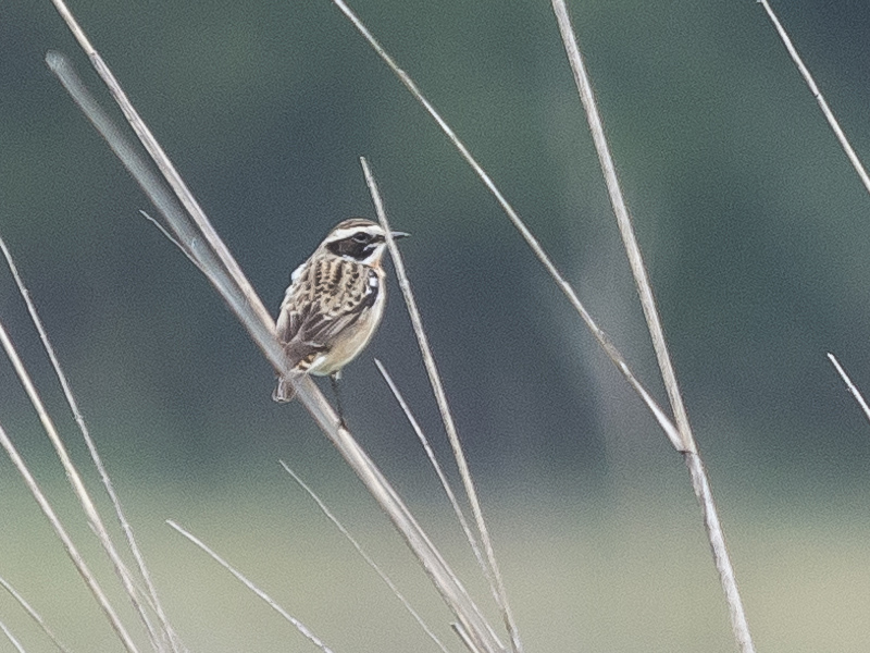 Stiaccino (Saxicola rubetra)